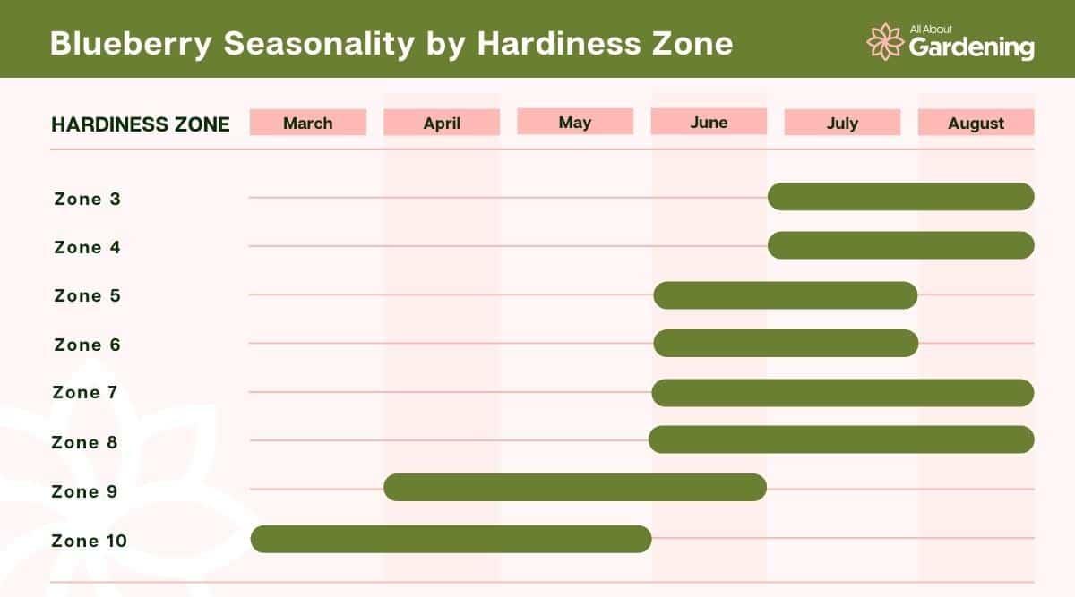 Blueberry Seasonality by Hardiness Zone Table. The table shows the months that blueberries produce fruit and which zones they produce fruit in based by the month they are grown and location.