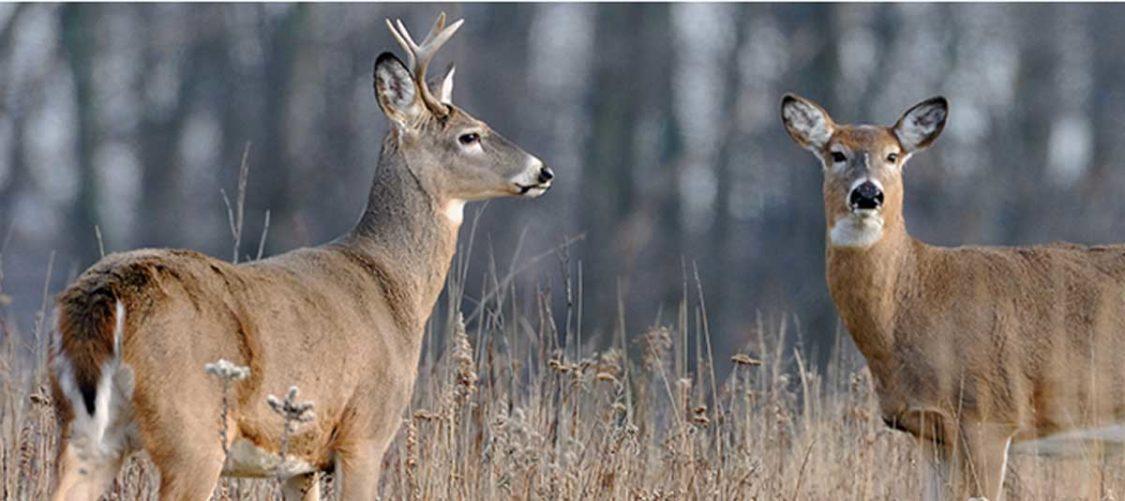 Hunting deer with a bow and arrow