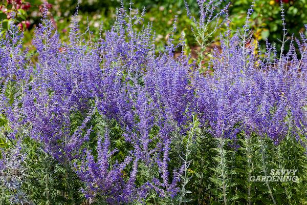 How to trim Russian sage plants