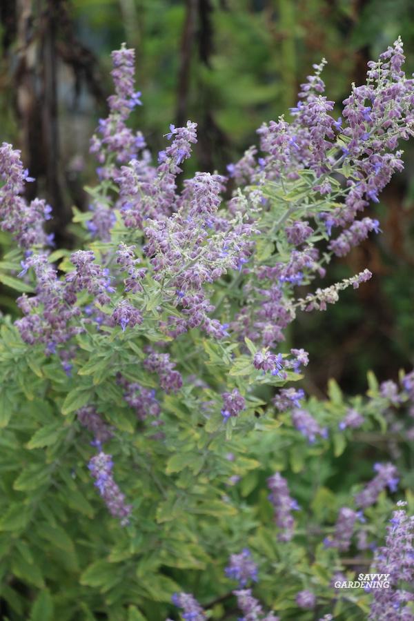 Pruning Russian sage for plant health and sturdy stems.