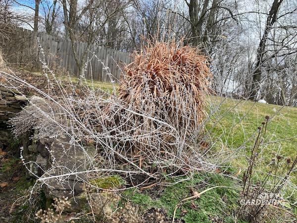 Pruning timing and techniques for Perovskia plants