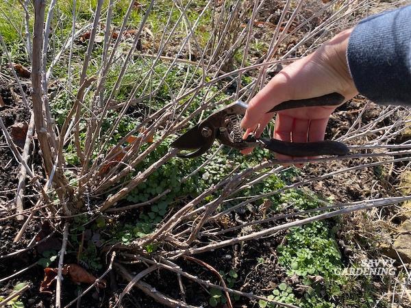 How and when to cut back Russian sage in the garden