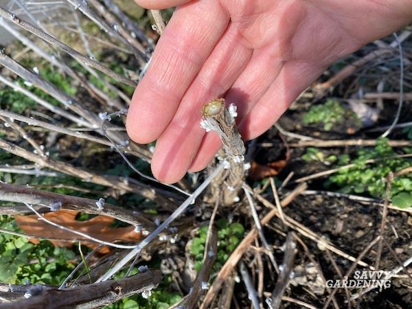 Perovskia pinching and pruning - step by step