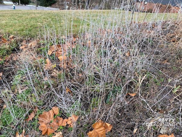 Perennial pruning techniques for flower gardeners