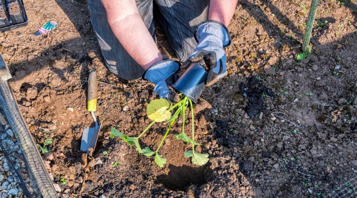 Gardener wearing dark jeans and blue and black gloves taking a summer squash seedling out of a round black plastic container, about to insert it into a hole in a garden of fertile soil. The seedling has long, thick, green stems with a palmate leaf at the tip of each stem. The gardener's left hand grasps the plastic container and the right hand holds the base of the seedling. There is a shovel with a brown handle to the left of the hole where the seedling will be inserted.
