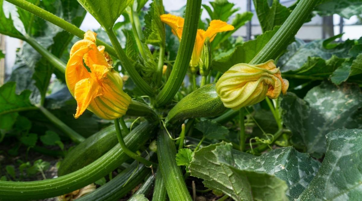 Close up of a green summer squash plant growing in a greenhouse. There are three yellow flowers that have soft and somewhat misshapen petals. The flower to the right grows from a squash fruit that is long, round, and green. The stems of the plants are long, thick, sturdy, and ribbed. Several leaves surround the plants that are palmate, with serrated edges, and green in color with silvery spots throughout.