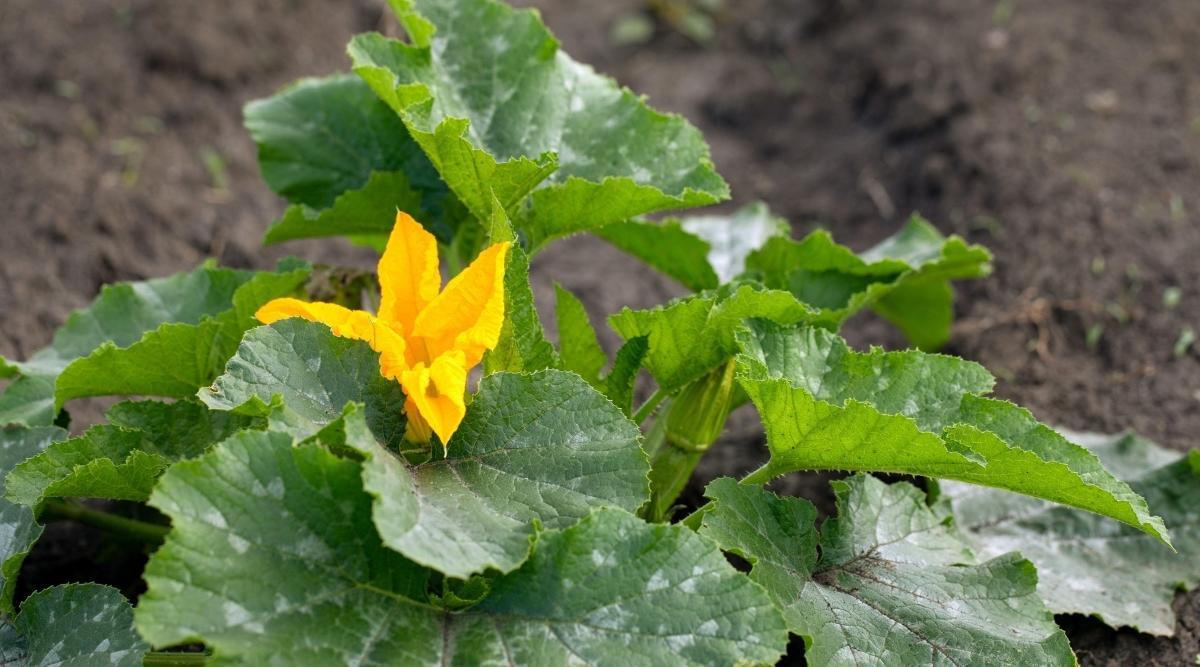 Close up of a summer squash plant with large palmate leaves that have plant hairs all over them. There is a mottling of silver throughout the leaves. A single star shaped yellow flower emerges from the left side of the plant. The blurred background is the dark soil of the surface of the garden.