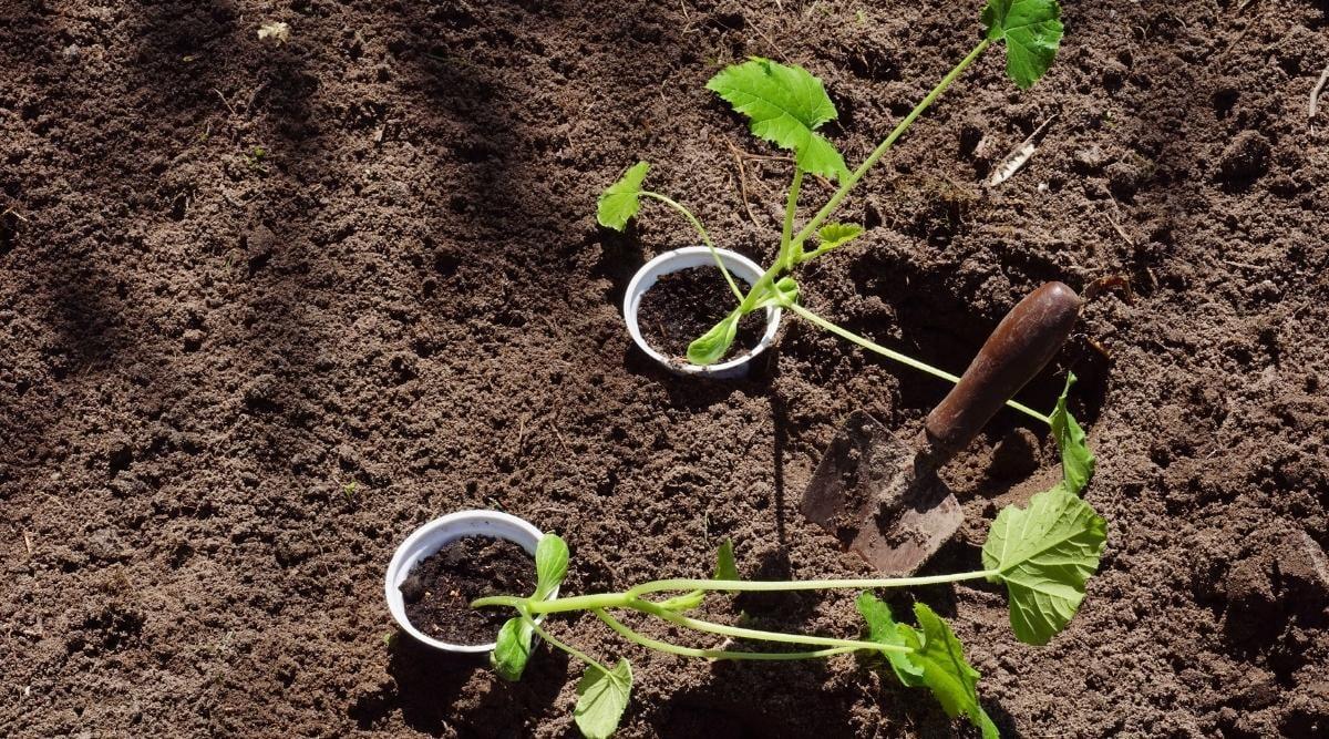 Two young seedlings in round plastic cups with long vining stems with palmate green leaves at the tips of each stem resting in a garden bed of fertile soil. There is a small garden shovel with a brown wooden handle in between the two seedlings. Dappled sunlight shines on the garden.