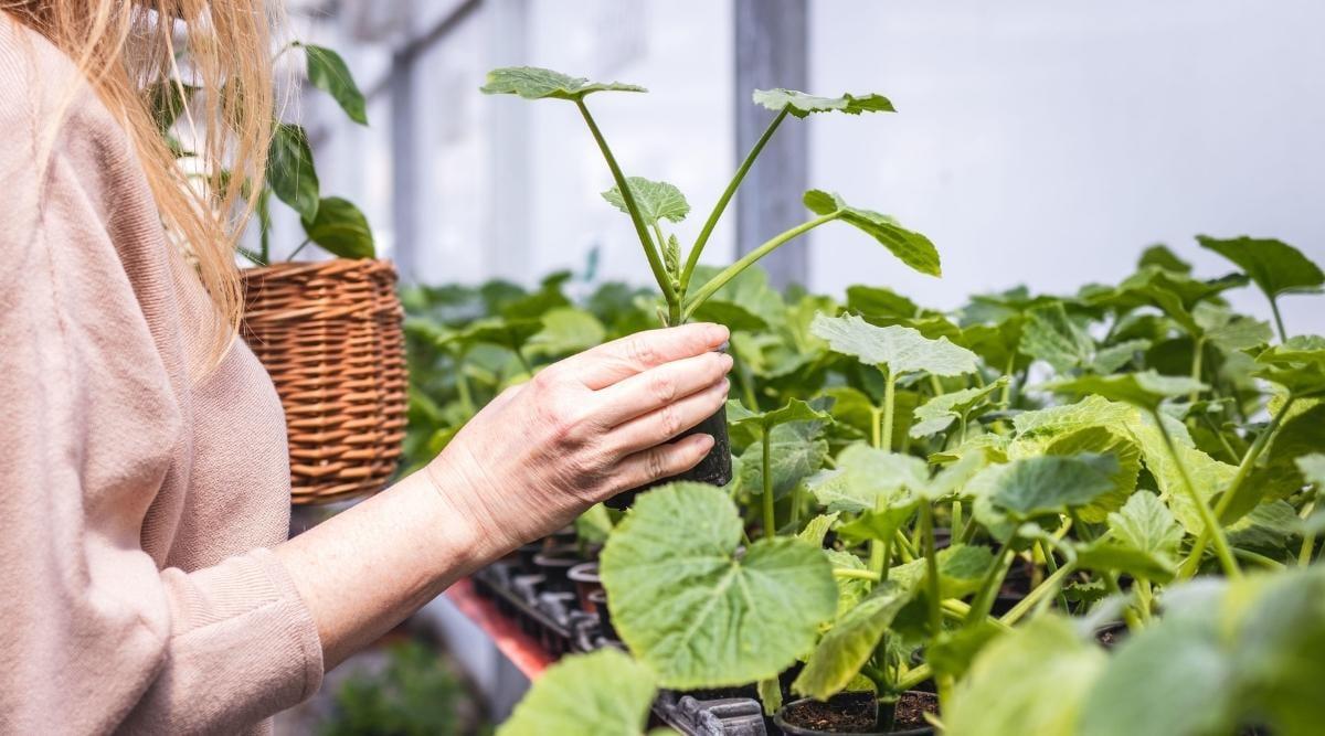 Close-up of a female wearing a light brown sweater selecting a nursery start of summer squash with her right hand, which holds a young seedling with straight stems and four palmate leaves growing from the tips of the stems. There are several other seedlings on the shelf of the greenhouse nursery. In her left hand, she holds a brown wicker basket with another plant inside of it.