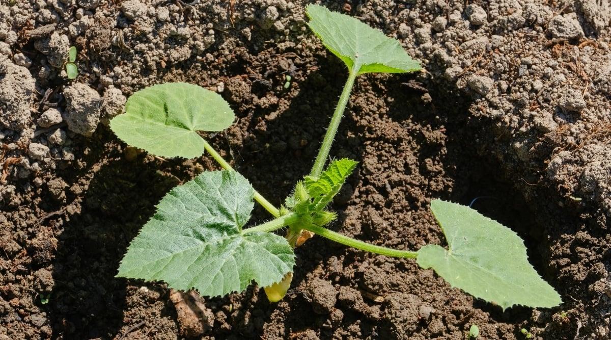 Zucchini growing in ground is a small plant with leaves at the top. There is moist soil at the base of the plant.