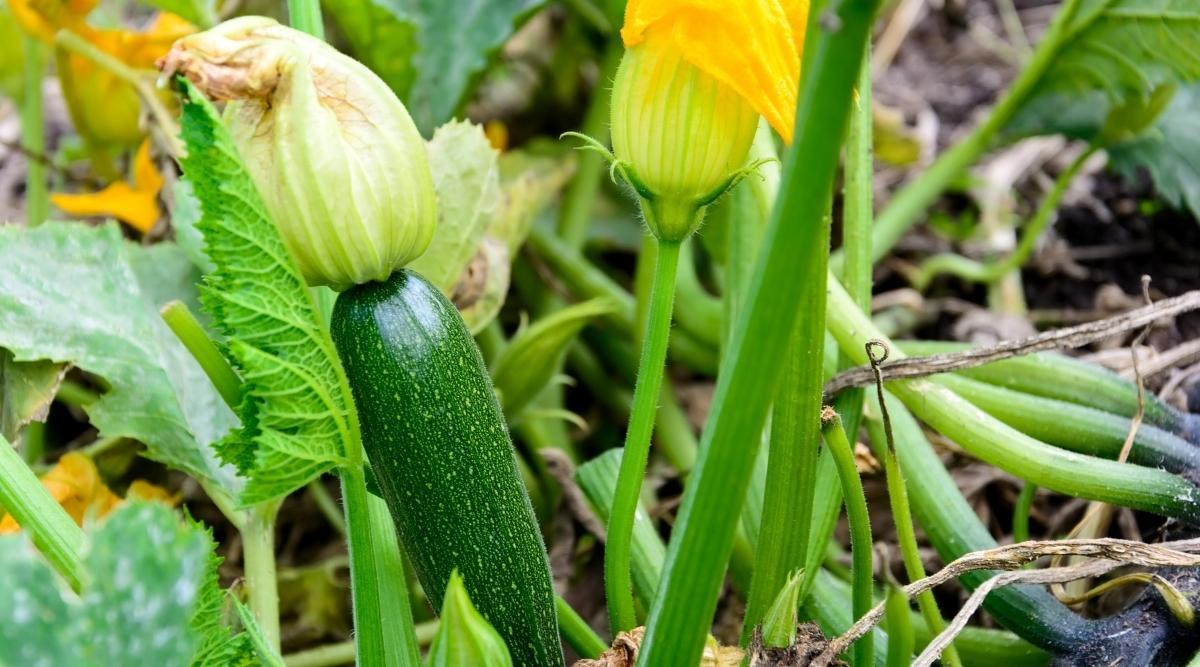 Close up of a green, long summer squash fruit that is slightly speckled with white with a green flower that is slightly brown with a tip growing among thick vine-like stems that are green and palmate leaves with serrated edges that are green with mottled silver. There is a yellow flower to the top right and a few other yellow flowers in the left of the blurred background. There are a few browned dead stems resting on the plant to the right.