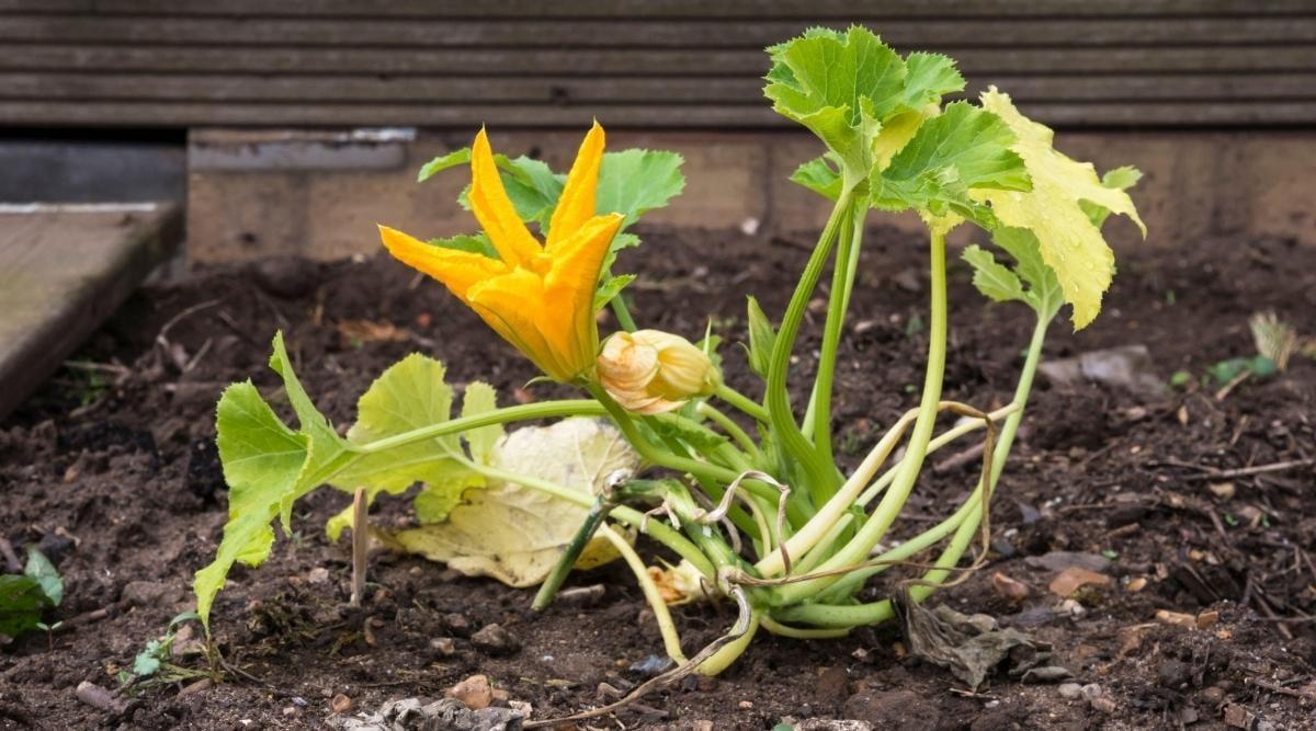 Summer squash plant growing in a garden with rocks and debris in the soil. The plant has a single large yellow star-shaped flower about halfway bloomed. There's also another flower that has not yet bloomed that is pale yellow. The stems are thick and somewhat vine-like, some are pale yellow with a pale yellow palmate leaf at the tip. Other green stems have healthy green leaves growing from the tips.