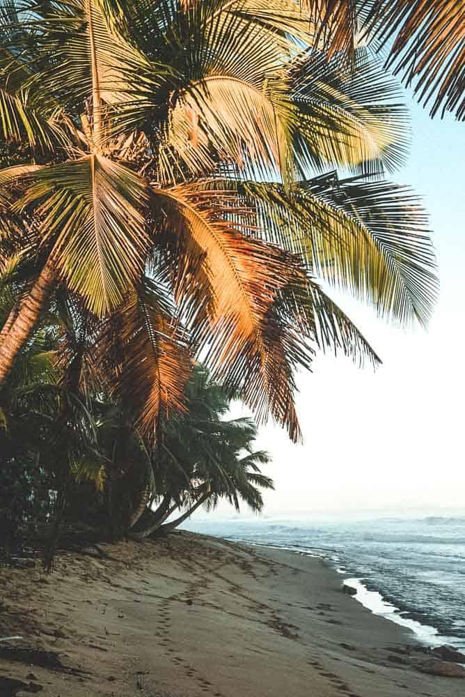 sandy beach palm trees at sunrise