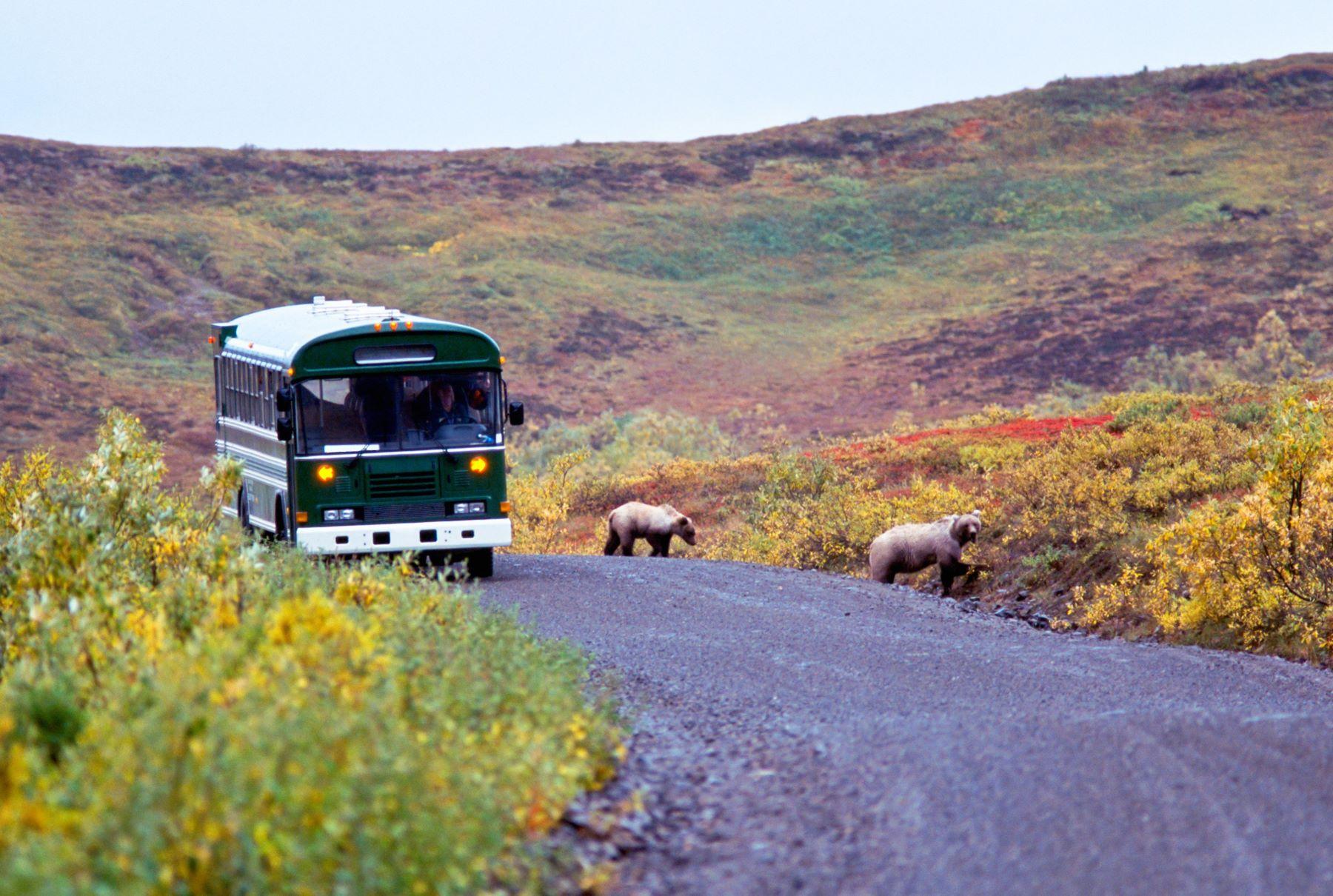 Transit bus in Denali National Park