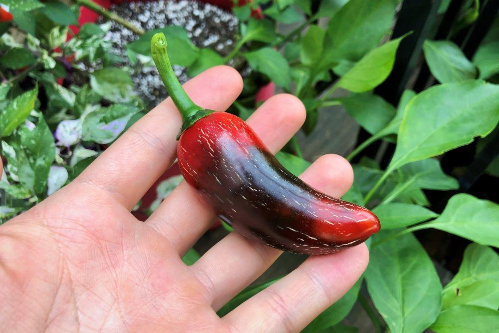Jalapeno pepper turning black during ripening
