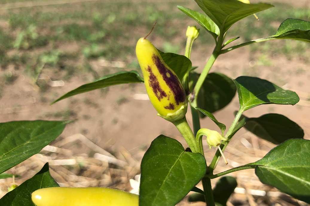 Sunscald on peppers