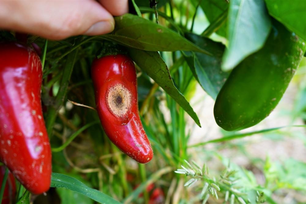 Disease on Fresno pepper anthracnose