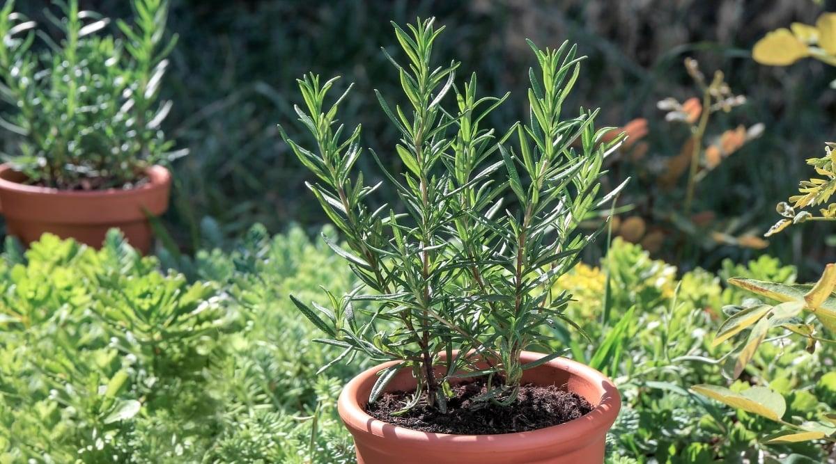 A close-up of a rosemary plant reveals the presence of powdery mildew on its leaves, which appears as a white, powdery substance. The plant's long, thin branches are covered in small, needle-like leaves that are a vibrant shade of green.
