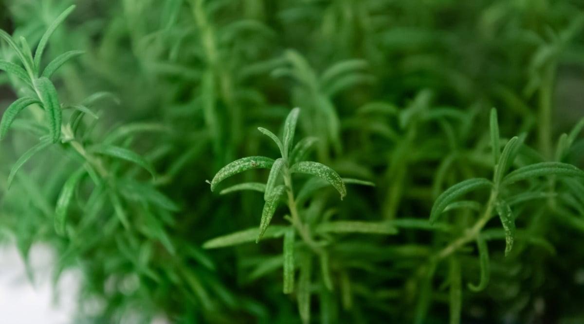 The woman skillfully snips a stem of rosemary plant with her silver scissors. The green leaves of the plant are long and narrow, resembling tiny pine needles. The branches are thin and woody, but flexible enough to bend without breaking.