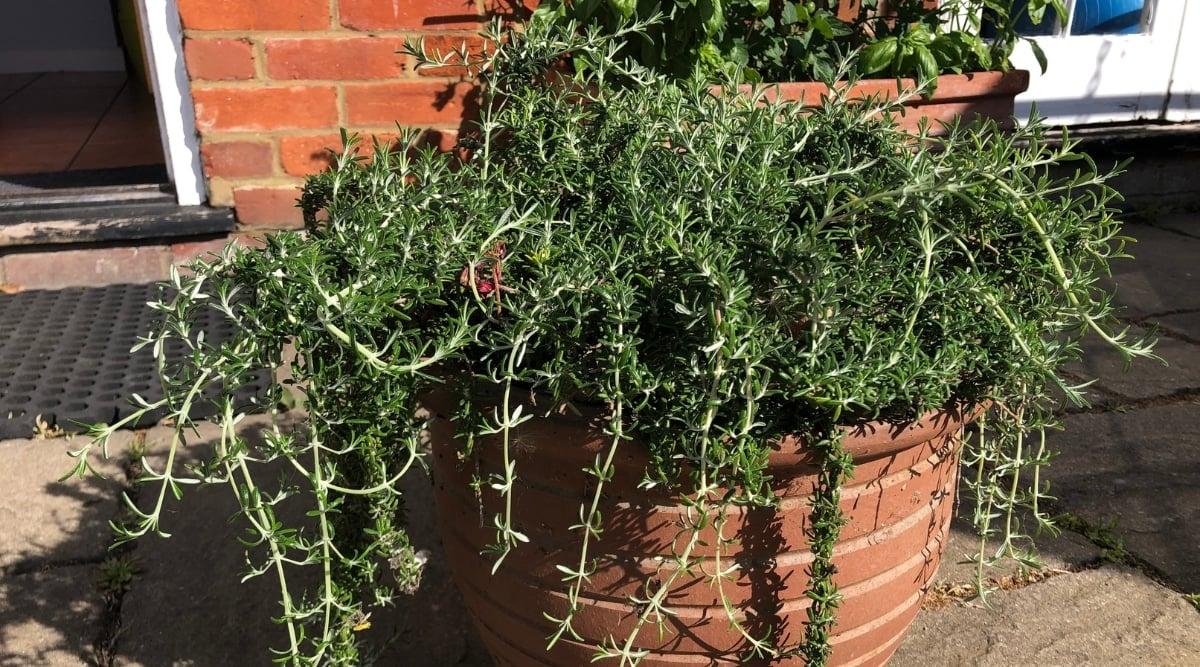 15 Reasons Your Rosemary is Turning Brown & Dying