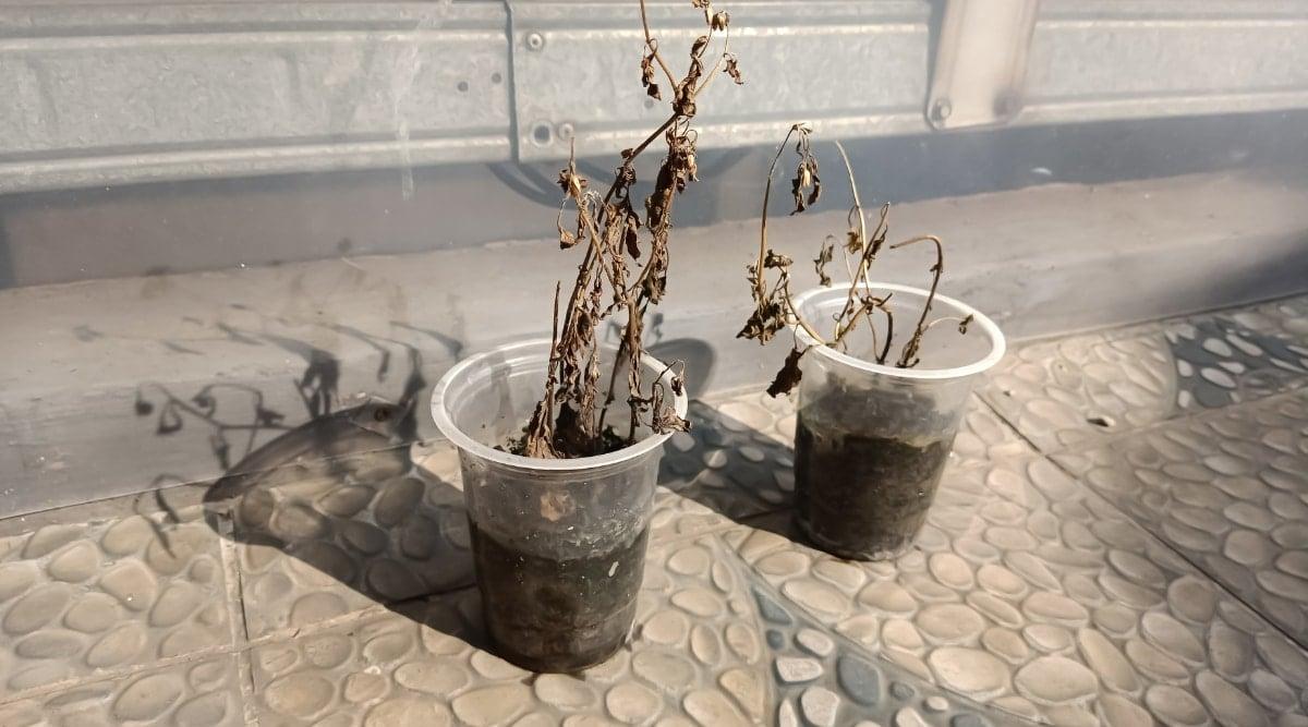 Two transparent pots, filled with soil and once-living plants, now serve as a somber reminder of nature's fragility. The withered, brown stems and dry leaves offer little hope of recovery, signaling the plants' unfortunate demise.