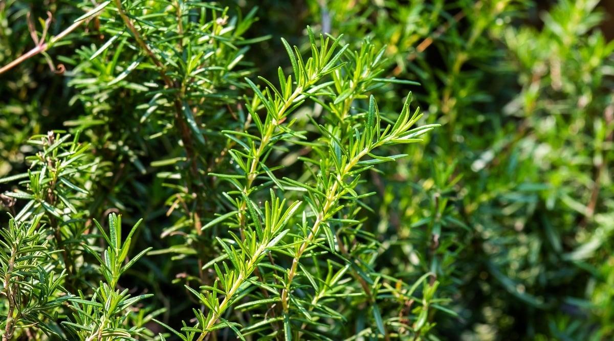 A potted rosemary plant stands against a gray cement surface, providing a stark contrast between natural and man-made elements. The plant's long, woody branches are adorned with small, needle-like leaves.