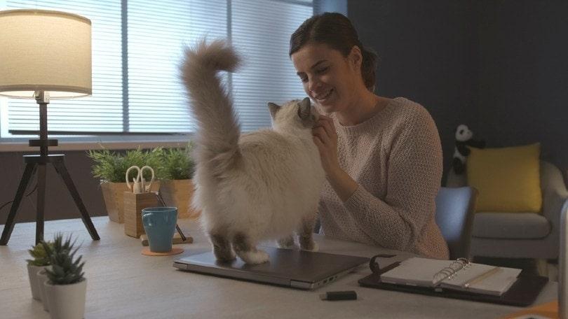 woman-owner-petting-and-playing-with-her-cat-at-home