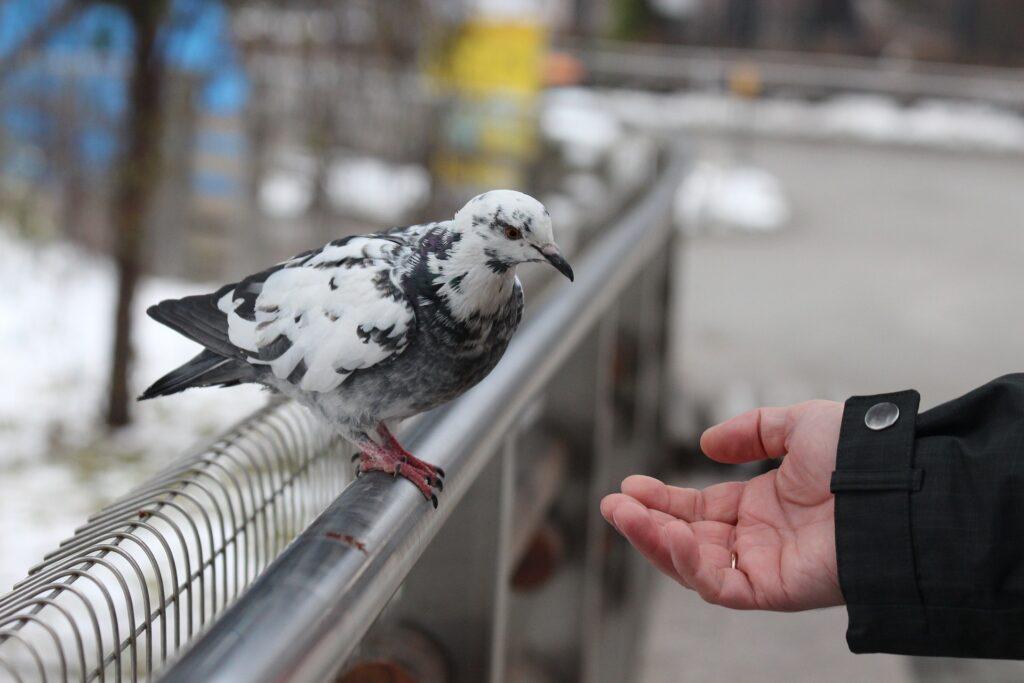 A man feeds a Rock Pigeon perched on a fence railing.