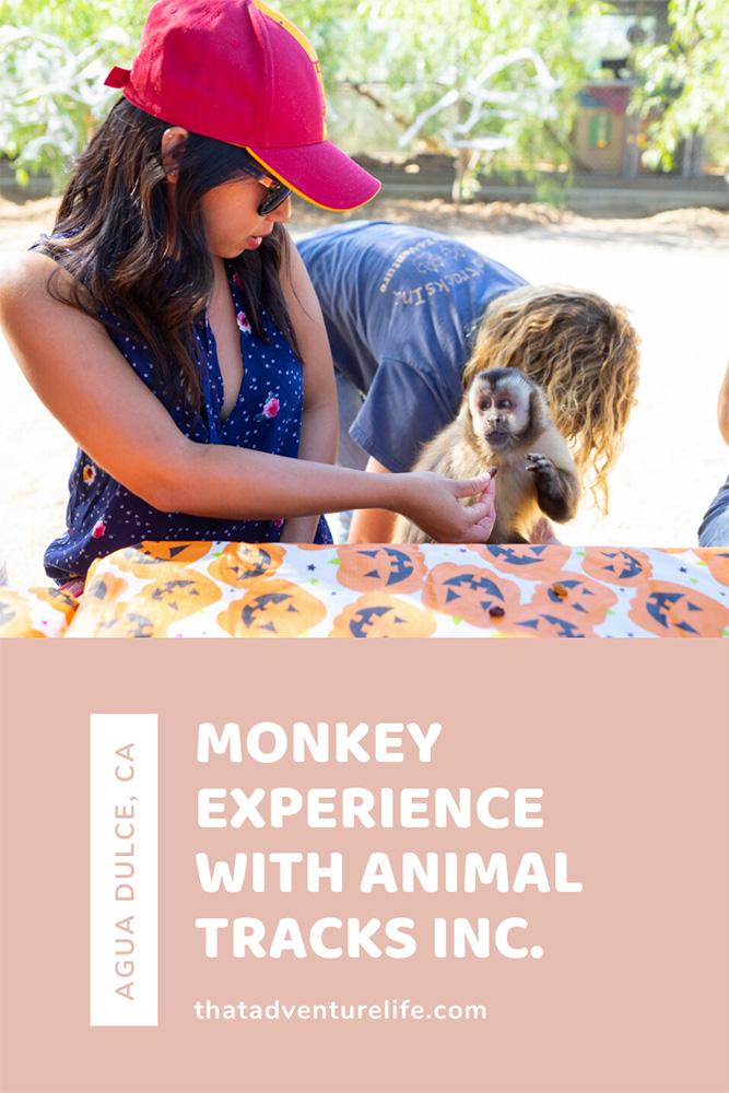 A day with monkeys and their friends at Animal Tracks Inc. in Agua Dulce, CA Pin 2