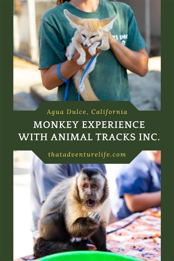 A day with monkeys and their friends at Animal Tracks Inc. in Agua Dulce, CA Pin 3