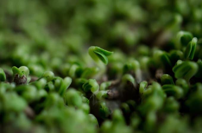 Close up photo of sprouted chia seeds