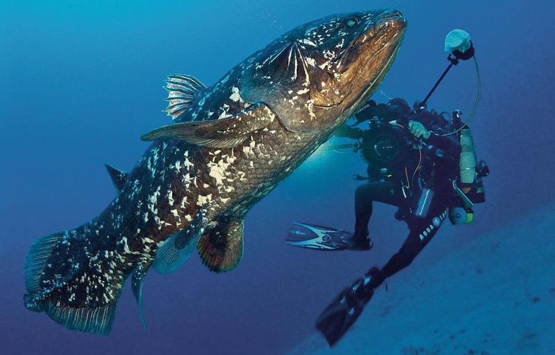 Coelacanth