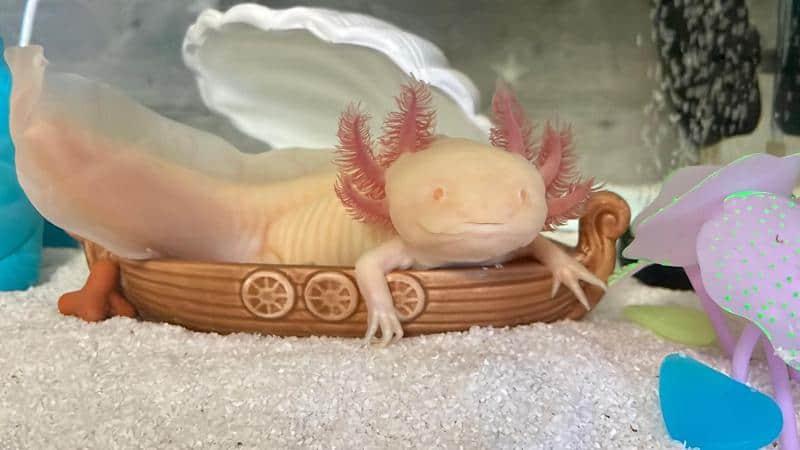 Axolotl