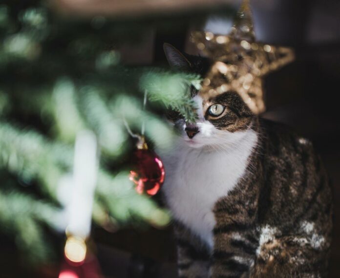 Why Do Cats Like Christmas Trees