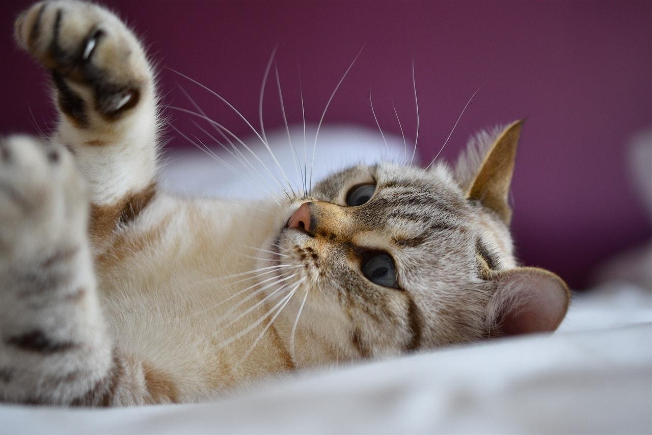 cat lying while reaching its paw up