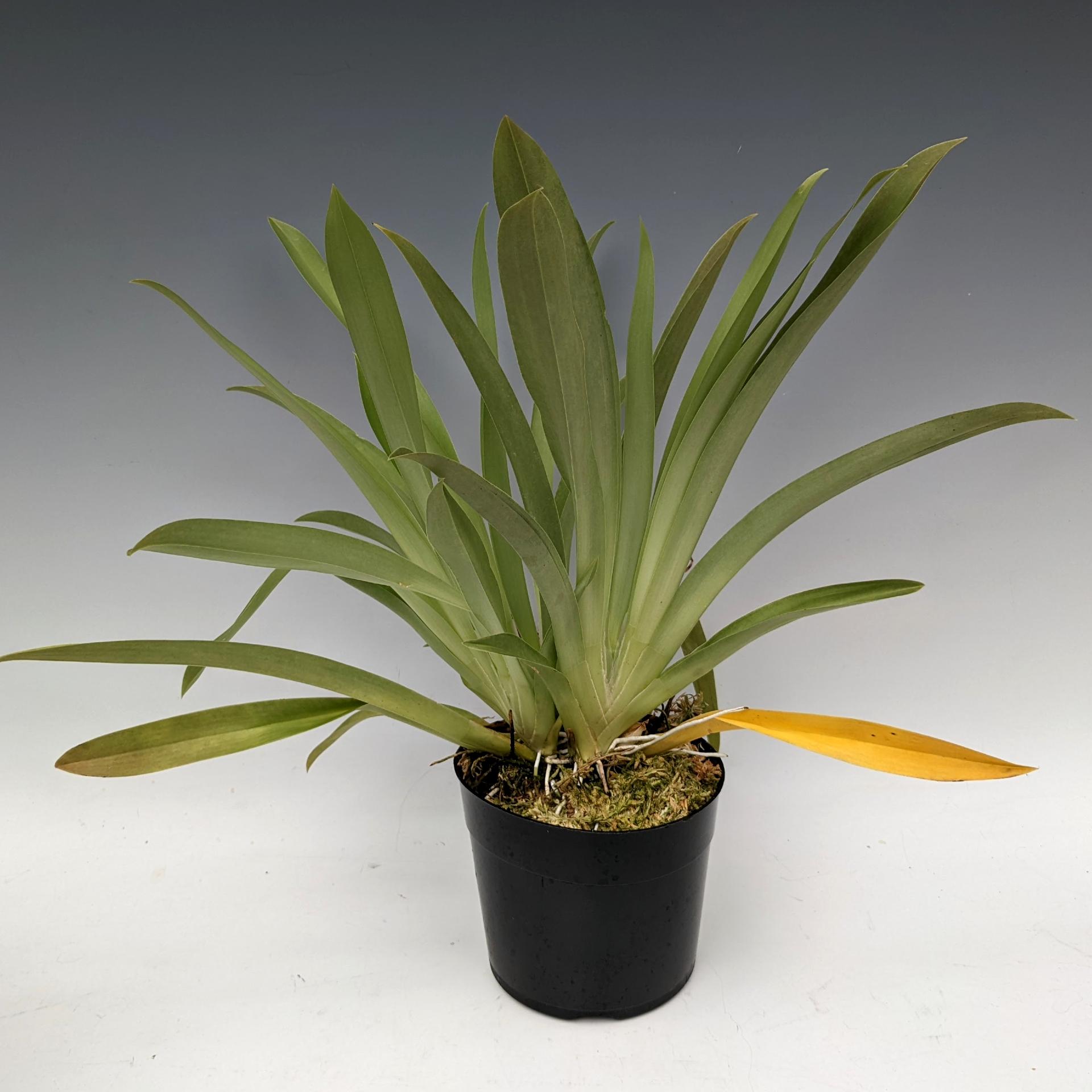 Yellowing Orchid Leaves: Causes and Treatments - OrchidWeb