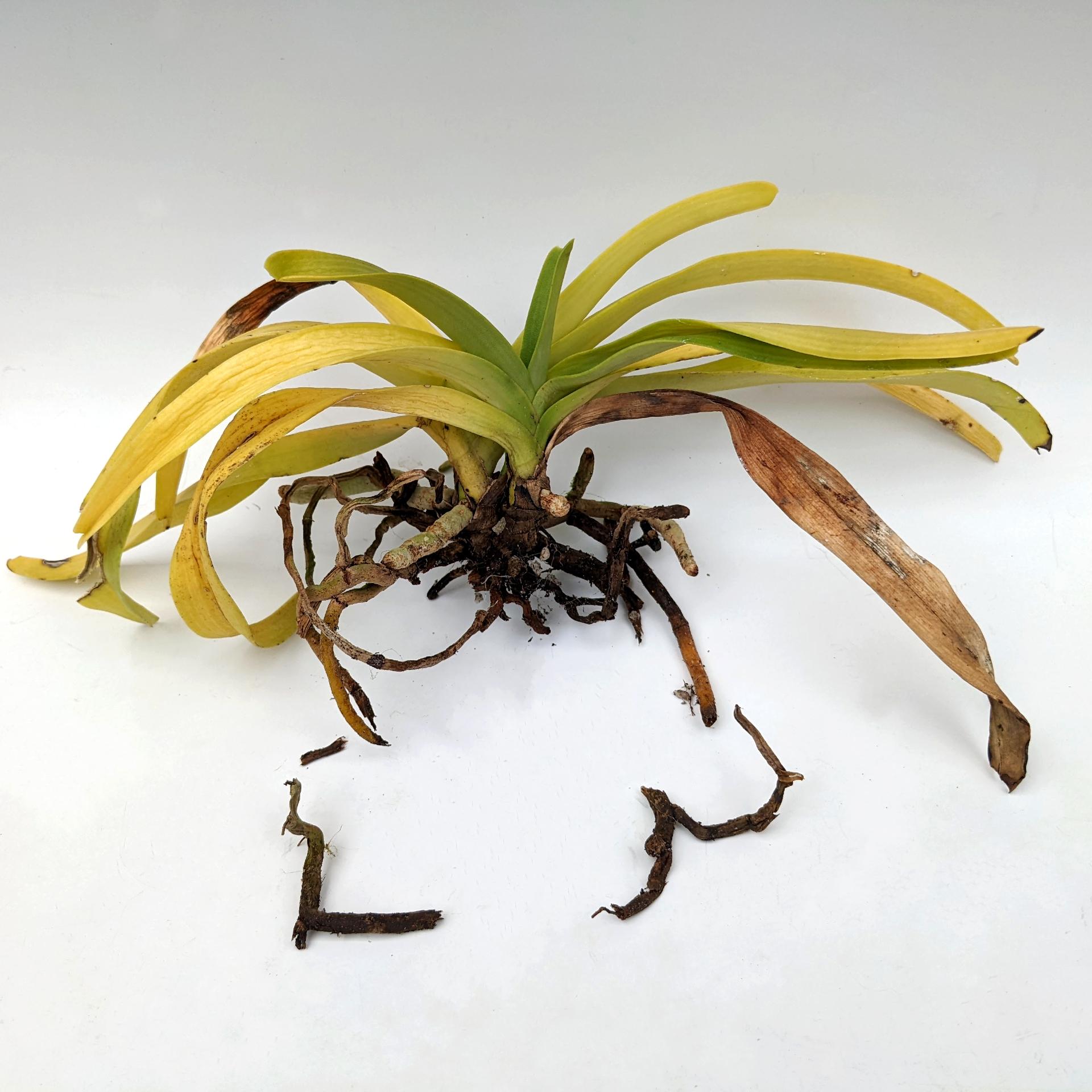 Yellowing Orchid Leaves: Causes and Treatments - OrchidWeb