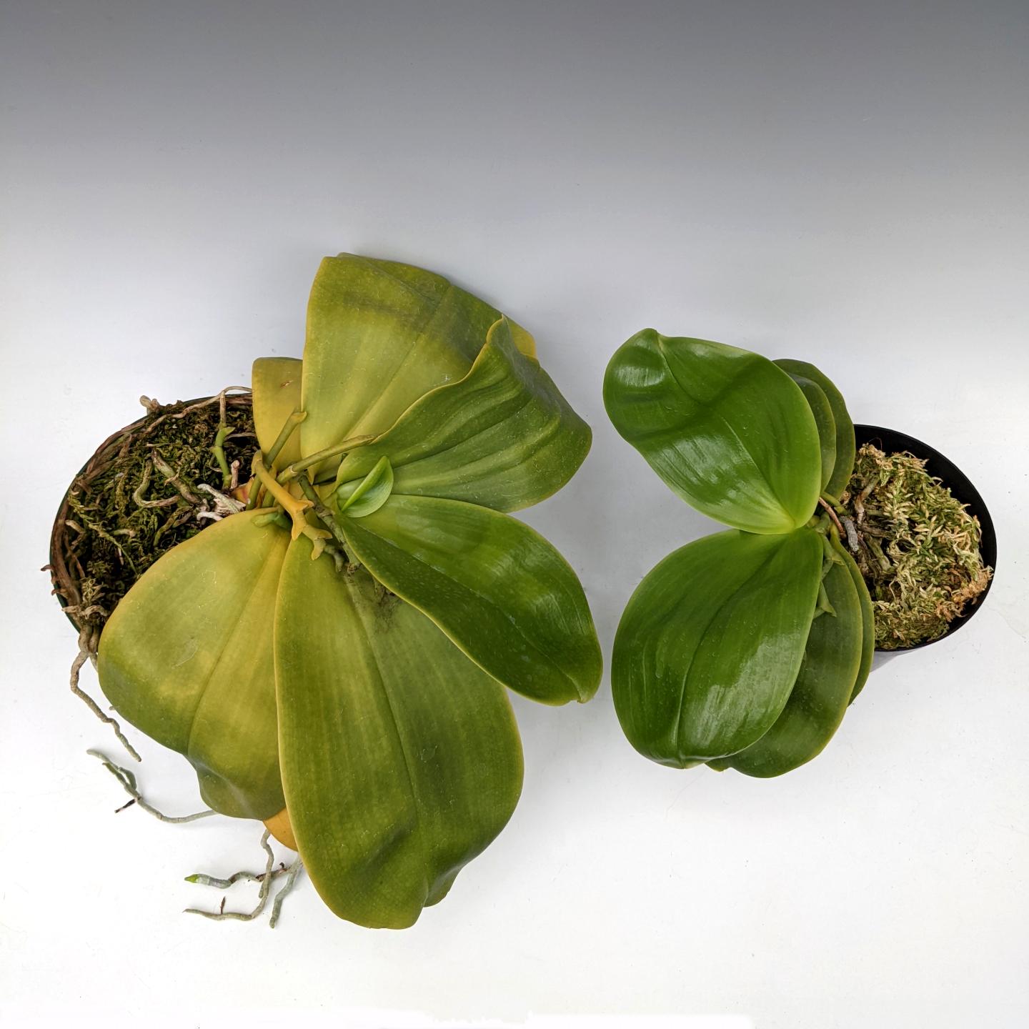 Yellowing Orchid Leaves: Causes and Treatments - OrchidWeb