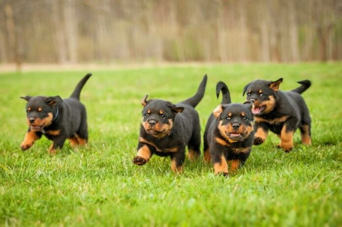 Why Do They Cut Rottweilers Tails