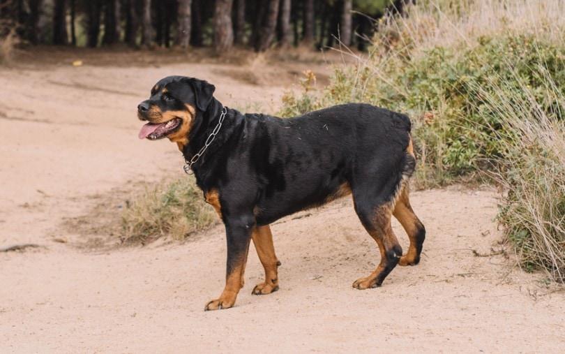 german rottweiler