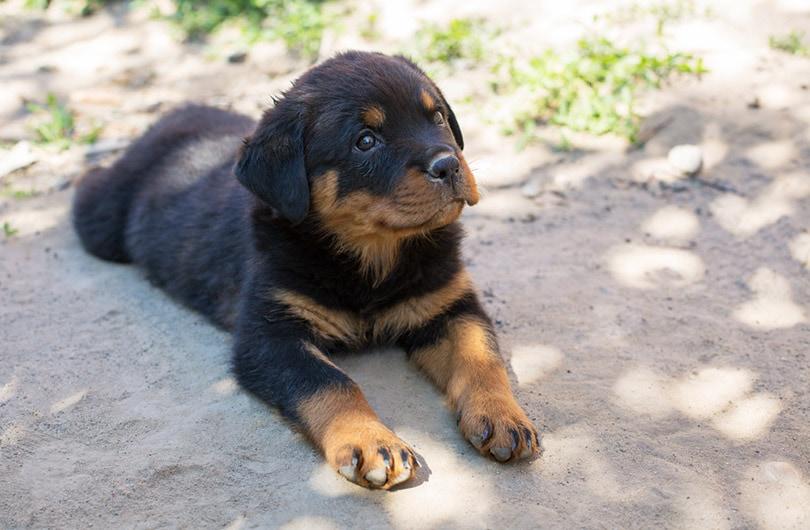 Rottweiler puppy lays on the ground