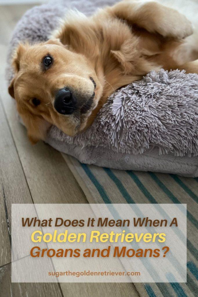 What does it mean when a golden retriever groans and moans?